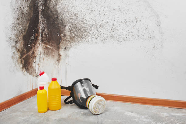 Mold Removal and Inspection in Bowie, MD